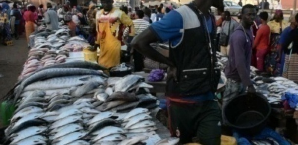 Marché central au poisson de Pikine : Triste fin pour le jeune Coulibaly, retrouvé mort dans une fosse de l’Onas