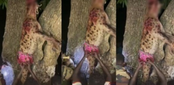 Boucotte Wolof : une grande hyène qui décimait le bétail dans la zone a été abattue.