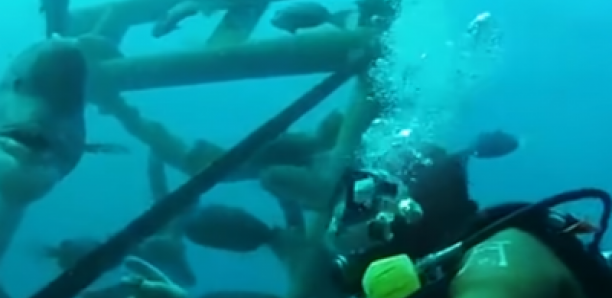 Depuis 30 ans, cet homme rend visite à son amie sous l'eau