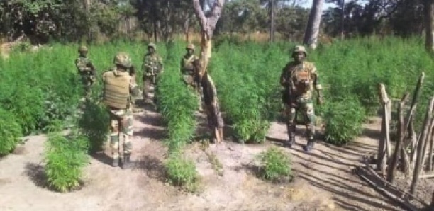 Les militaires récupèrent les champs de chanvre indien des rebelles