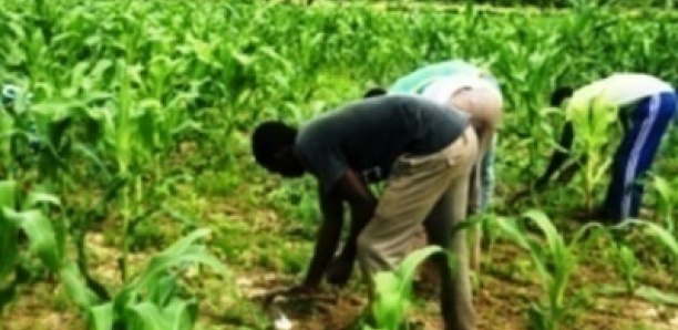 Agriculture : Les acteurs alertent sur le danger qui mine le secteur