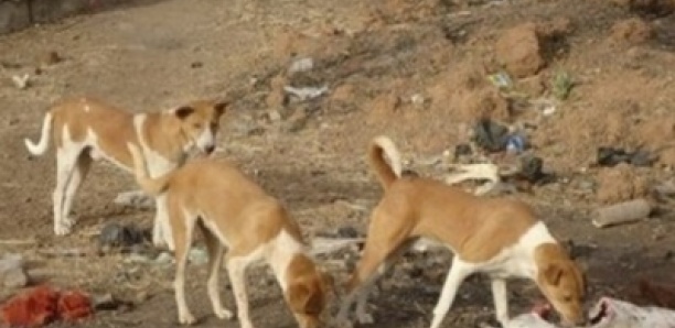 Bignona : inquiétude sur la présence de meutes de chiens errants dans les cimetières…