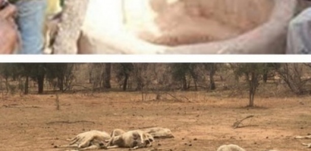 Kanel : Dieynaba Sow se jette dans un puits, avoir vu son troupeau décimé