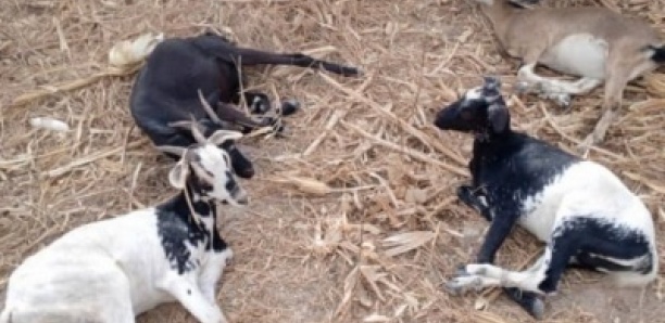 Kaffrine: Une bande de voleurs de bétail démantelée durant la période de la korité