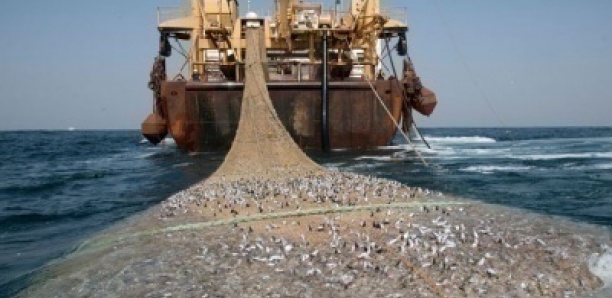 Tensions entre pêcheurs artisanaux et industriels L’ALERTE DE GREENPEACE AFRIQUE