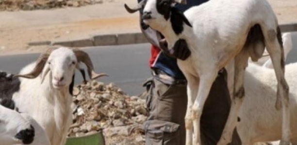 Thiès : Des individus lourdement armés font irruption dans des points de vente de moutons, plus de 30 bêtes emportées