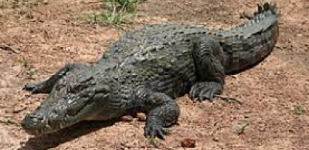 Costa Rica : une femelle crocodile « tombe enceinte » toute seule après 16 ans de captivité