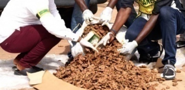 Saisie de drogue à l'AIBD : Plus d'un milliard de FCFA de stupéfiants interceptés