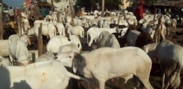 Tabaski: “400 Khar La Indiwone 08 Moci Désse”, Dixit Ce Vieux Vendeur De Mouton