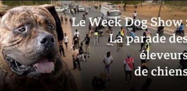 A weekend Dog Show : le défilé des chiens