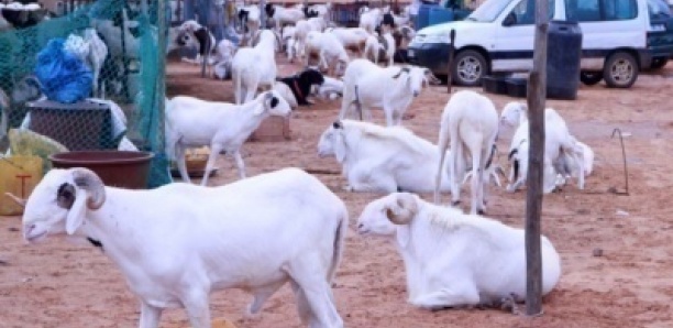 TABASKI-2020 : PLUS DE 150 000 MOUTONS INVENDUS