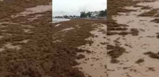 Présence d'algues toxiques sur la plage : SOS environnement alerte