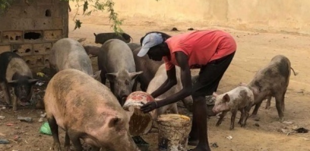 «Une bonne fête de 15-Août» : le vigile tente de voler un porc, l’animal fausse ses plans