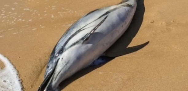 Cap-Skirring : mystérieux échouage de dauphins, les habitants inquiets