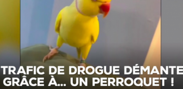 Un trafic de drogue démantelé grâce à... un perroquet !