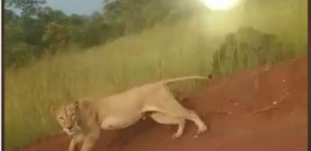 Kédougou/Axe Bembou-Massa Massa : un lion perturbe la quiétude des populations.