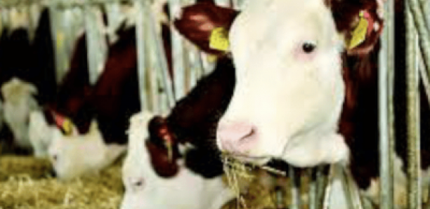 L’Algérie rejette 780 têtes de bovins en provenance de France