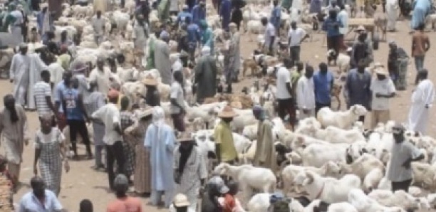 Foirail de Dahra : un éleveur et un rabatteur perdent la vie