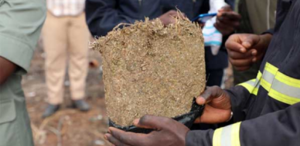 Arrêté avec 2 kg de chanvre indien, ce conseiller municipal sénégalais propose beaucoup d’argent aux gendarmes