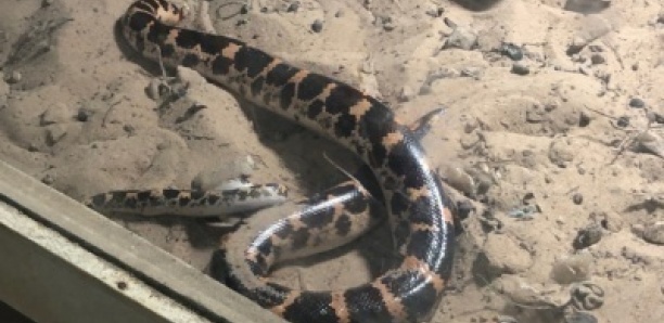 École Keur Ndiaye Lo 3 : Un élève mordu par un serpent, les conditions d’apprentissage décriées.