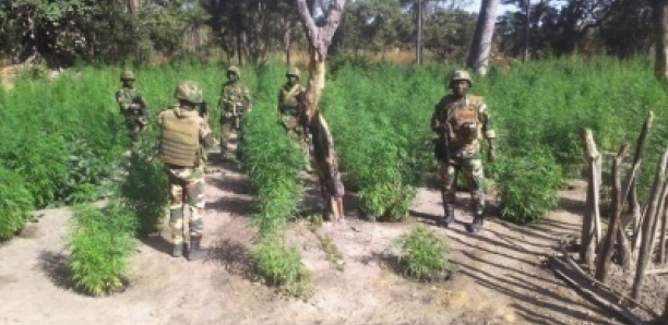 Bignona – Champs de chanvre indien détruits, des rebelles tués, 2 militaires blessés