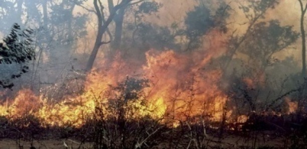 Vélingara : Un violent incendie ravage plusieurs habitations