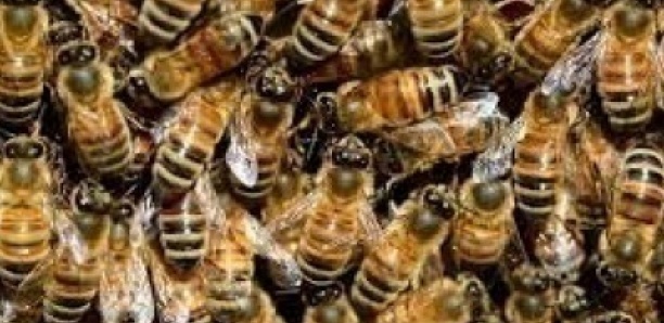 Invasion d’abeilles à Mbacké: Trois (03) personnes évacuées à l’hôpital