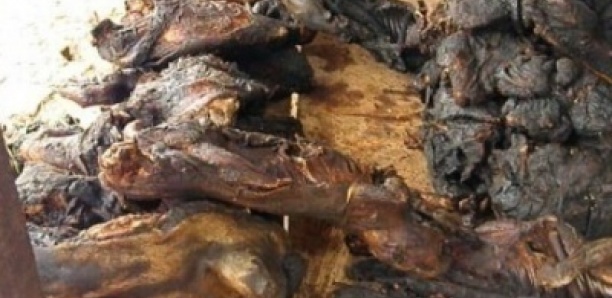Tambacounda : La Gendarmerie Démantèle Un Réseau De Vente De Viande De S***e Et De Chacal