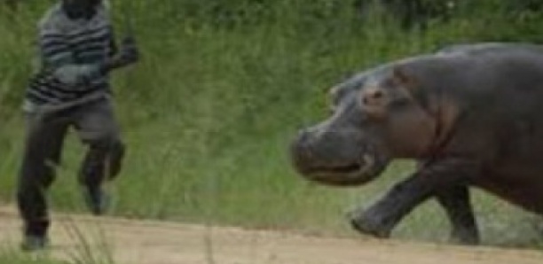 Tamba : alerte à Gouloumbou, un hippopotame réapparaît