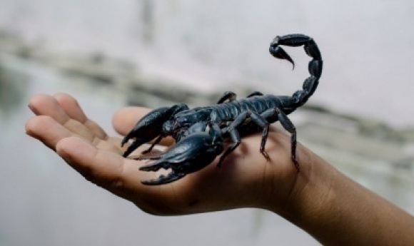 France : Un Scorpion Pique Un Passager Sur Un Vol En Provenance Du Sénégal