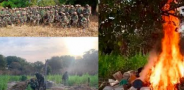 Kolda : L’armée détruit plus de 3 hectares de chanvre indien