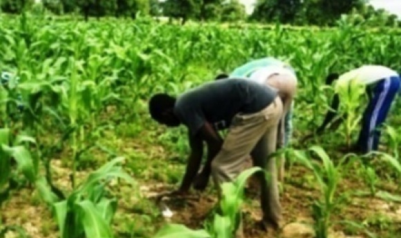 Agriculture : Les Acteurs Alertent Sur Le Danger Qui Mine Le Secteur