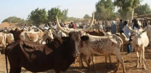 Vol de bétail : Les éleveurs interpellent les autorités