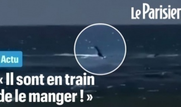 « Il A été Victime De Frénésie Alimentaire »: Un Plongeur Tué Par Un Requin En Israël