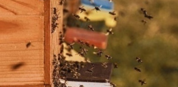 Louga : invasion d’abeilles à Thiokhna, l'absence des secours pointée du doigt