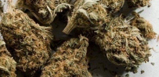 Guediawaye : Le dealer avoue s’être ravitaillé en « Yamba » pour la Korité