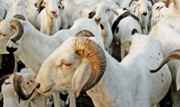 Tabaski: 80.000 Têtes De Moutons Attendus Dans La Région De Kaffrine