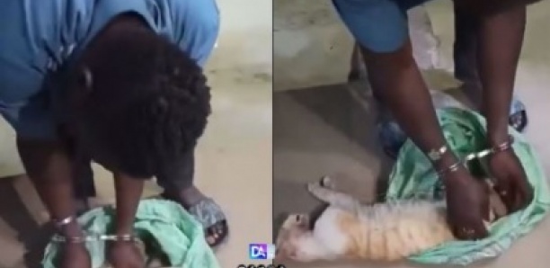 Vente de brochettes dans les rues de la Médina : un homme arrêté avec un chat égorgé dans un sachet