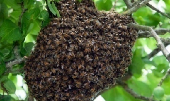 Nguéthe (kaffrine) : Une Dame De 70 Ans Tuée Par Un Essaim D'abeilles, Des Blessés également Enregistrés