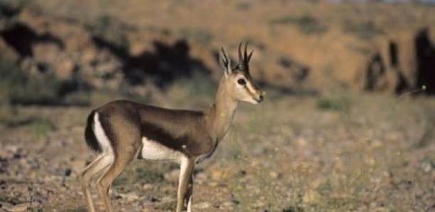 Nouvelle révélation sur les gazelles: