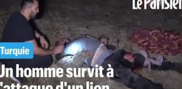 Un homme qui dormait dans un champ survit à l'attaque d'un lion en Turquie