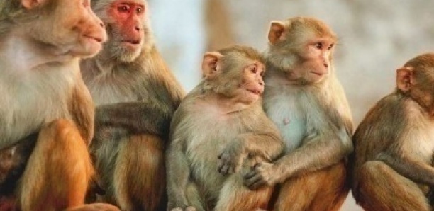Monkeypox : Des singes empoisonnés par des Brésiliens par crainte d’être la cause du virus