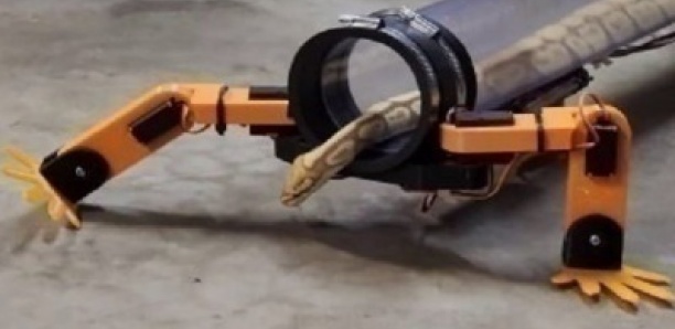 Un ingénieur fait « marcher » un serpent en lui construisant 4 pattes robotiques