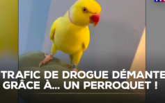 Buzz Jour