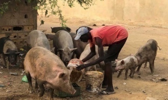 «une Bonne Fête De 15-août» : Le Vigile Tente De Voler Un Porc, L’animal Fausse Ses Plans