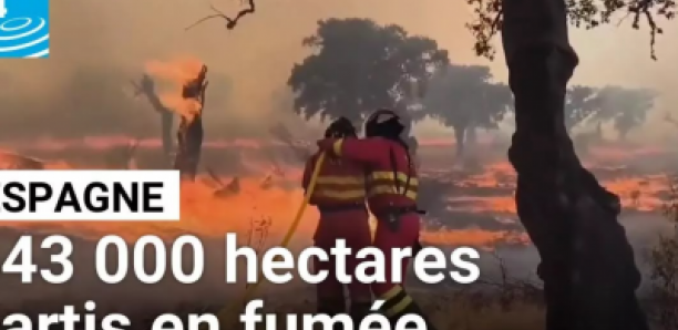 Espagne : 23 feux toujours actifs et plus de 343 000 hectares partis en fumée