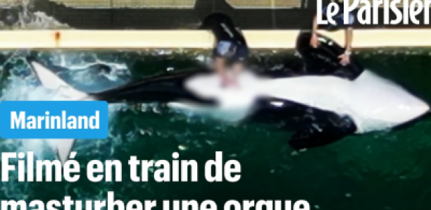 « Choquant et dérangeant » : la stimulation sexuelle sur une orque de Marineland crée la polémique