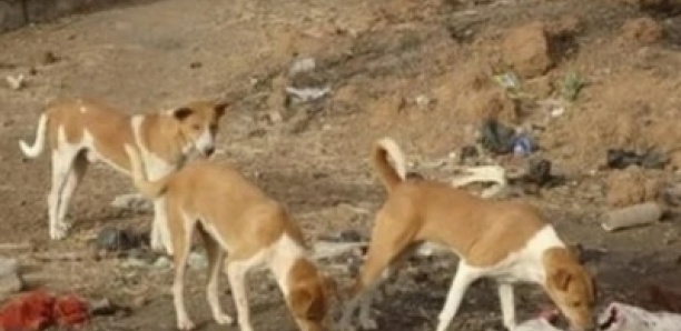 Matam : des chiens errants déciment la volaille