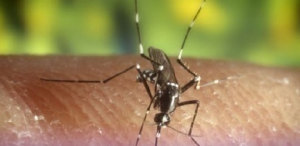 Épidémie de Chikungunya : Après Kédougou, Tambacounda enregistre 01 décès et 42 cas