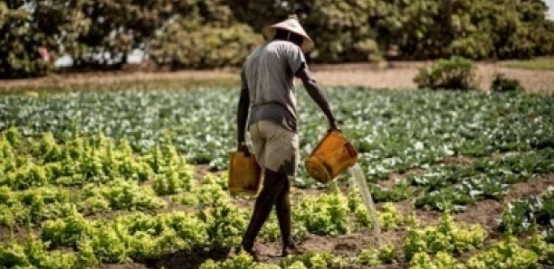 Kédougou : colère des agriculteurs, le gouverneur désigné coupable